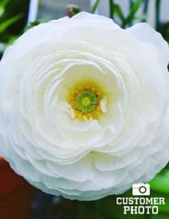 Menu Ranunculus Mix -Outlet Holland Bulb Farms Store 78185 rununculus mix 2 1