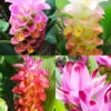 Menu Curcuma Collection