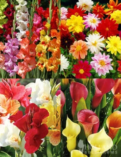 Menu Ultimate Garden Collection