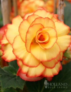 Menu Bridgets Apricot Shade Trio -Outlet Holland Bulb Farms Store 79150 bridgets apricot shade trio 4