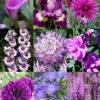 Menu Radiant Orchid Collection W/ Garden Plan -Outlet Holland Bulb Farms Store 79190