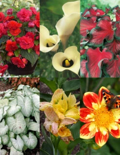 Menu Summer Patio Container Garden