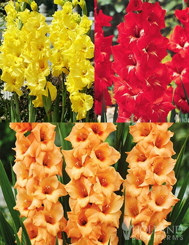 Menu Bright Colors Gladiolus Collection 3 Menu Bright Colors Gladiolus Collection