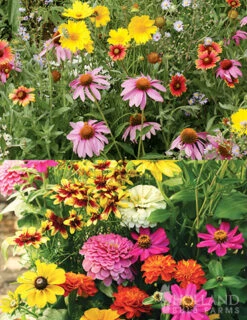 Menu Butterfly And Bee Seed Mat Collection