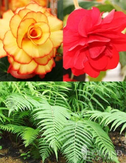 Menu Ferns & Begonias Collection