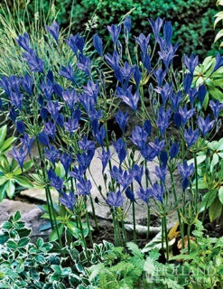 Menu 90 Summer Blooming Flowers Collection -Outlet Holland Bulb Farms Store 79219 all seasons garden 2 1