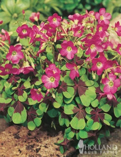 Menu 90 Summer Blooming Flowers Collection -Outlet Holland Bulb Farms Store 79219 all seasons garden 3 1