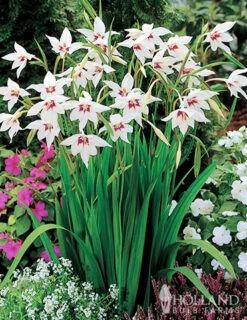 Menu 90 Summer Blooming Flowers Collection -Outlet Holland Bulb Farms Store 79219 all seasons garden 4 1