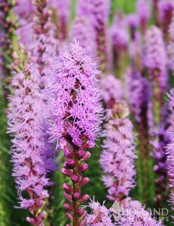 Menu 90 Summer Blooming Flowers Collection -Outlet Holland Bulb Farms Store 79219 all seasons garden 6 1