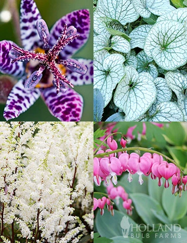 Menu Deer Resistant Shade Garden Collection 3 Menu Deer Resistant Shade Garden Collection