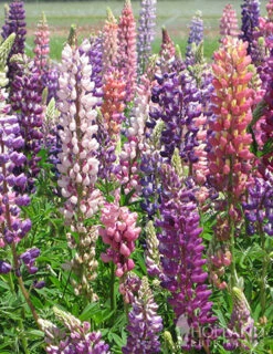 Menu Perennial Flower Bonanza Collection -Outlet Holland Bulb Farms Store 79225 perennial flower bonanza collection 2