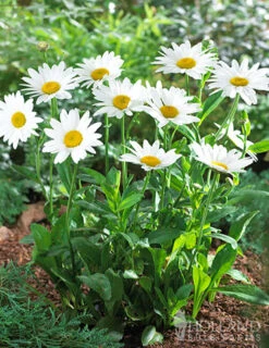 Menu Perennial Flower Bonanza Collection -Outlet Holland Bulb Farms Store 79225 perennial flower bonanza collection 3