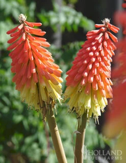 Menu Perennial Flower Bonanza Collection -Outlet Holland Bulb Farms Store 79225 perennial flower bonanza collection 4