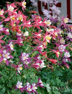 Menu Perennial Flower Bonanza Collection -Outlet Holland Bulb Farms Store 79225 perennial flower bonanza collection 5