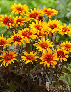 Menu Perennial Flower Bonanza Collection -Outlet Holland Bulb Farms Store 79225 perennial flower bonanza collection 6