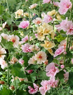 Menu Perennial Flower Bonanza Collection -Outlet Holland Bulb Farms Store 79225 perennial flower bonanza collection 7