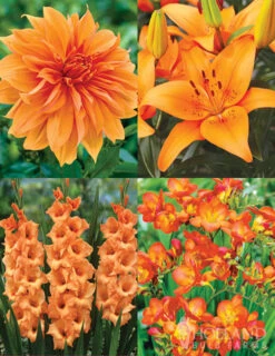 Menu 90 Summer Blooming Flowers Collection -Outlet Holland Bulb Farms Store 79227 holland orange pride collection 1