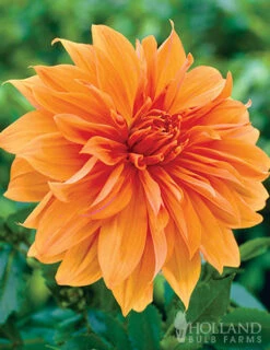 Menu 90 Summer Blooming Flowers Collection -Outlet Holland Bulb Farms Store 79227 holland orange pride collection 2 1