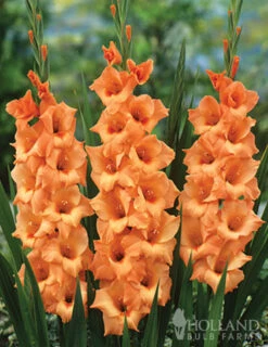 Menu 90 Summer Blooming Flowers Collection -Outlet Holland Bulb Farms Store 79227 holland orange pride collection 4 1
