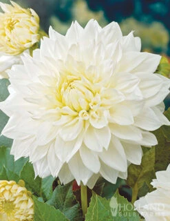 Menu Magic Moon Garden 7 Menu Magic Moon Garden -Outlet Holland Bulb Farms Store 79228 magic moon garden 2