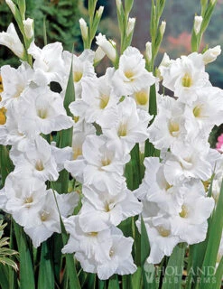 Menu Magic Moon Garden 9 Menu Magic Moon Garden -Outlet Holland Bulb Farms Store 79228 magic moon garden 4