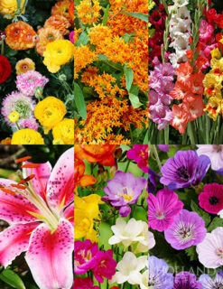 Menu Splash Of Summer Sun Garden Kit