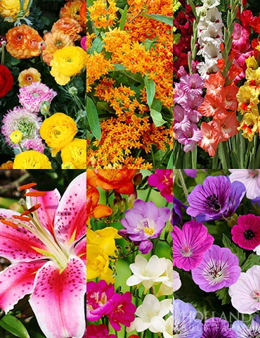 Menu Splash Of Summer Sun Garden Kit 3 Menu Splash Of Summer Sun Garden Kit