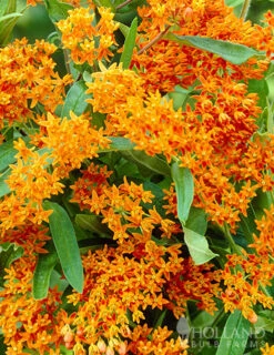 Menu Butterfly Bonanza Collection -Outlet Holland Bulb Farms Store 79234 butterfly collection 2