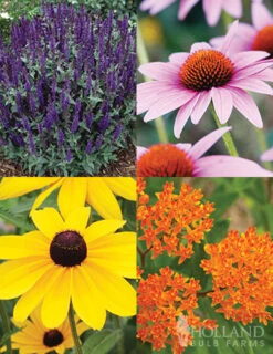 Menu Butterfly Bonanza Collection