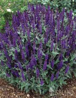 Menu Butterfly Bonanza Collection -Outlet Holland Bulb Farms Store 79234 butterfly collection 3