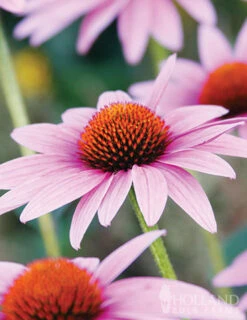 Menu Butterfly Bonanza Collection -Outlet Holland Bulb Farms Store 79234 butterfly collection 4