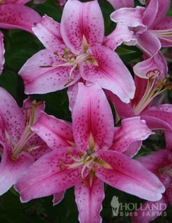 Menu All Summer Blooming Garden Kit -Outlet Holland Bulb Farms Store 79242 all summer blooming kit 10