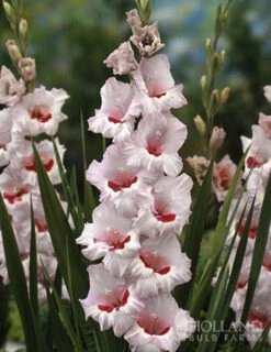 Menu All Summer Blooming Garden Kit -Outlet Holland Bulb Farms Store 79242 all summer blooming kit 12