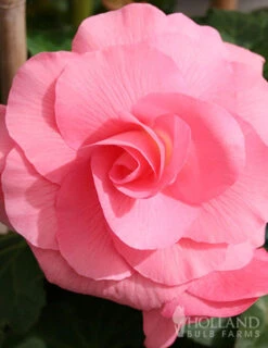 Menu All Summer Blooming Garden Kit -Outlet Holland Bulb Farms Store 79242 all summer blooming kit 4