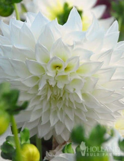 Menu All Summer Blooming Garden Kit -Outlet Holland Bulb Farms Store 79242 all summer blooming kit 5 1