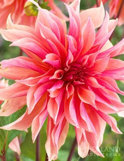 Menu All Summer Blooming Garden Kit -Outlet Holland Bulb Farms Store 79242 all summer blooming kit 6