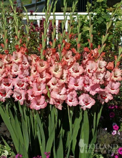 Menu All Summer Blooming Garden Kit -Outlet Holland Bulb Farms Store 79242 all summer blooming kit 7