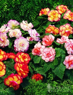 Menu All Summer Blooming Garden Kit -Outlet Holland Bulb Farms Store 79242 all summer blooming kit 8