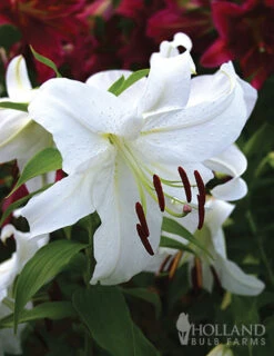 Menu All Summer Blooming Garden Kit -Outlet Holland Bulb Farms Store 79242 all summer blooming kit 9