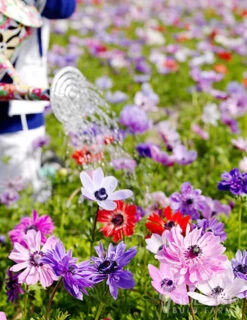 Menu Sizzling Summer Flower Grab Bag -Outlet Holland Bulb Farms Store 79246 sizzling summer grab bag 11