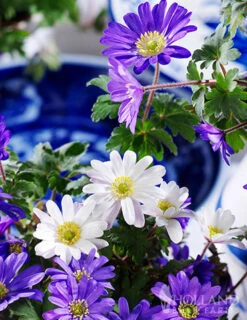 Menu Sizzling Summer Flower Grab Bag -Outlet Holland Bulb Farms Store 79246 sizzling summer grab bag 12