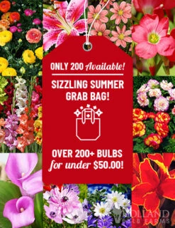 Menu Sizzling Summer Flower Grab Bag