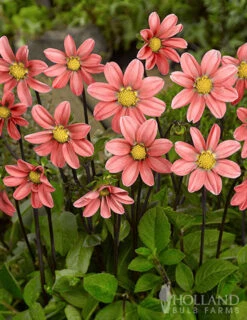 Menu Sizzling Summer Flower Grab Bag -Outlet Holland Bulb Farms Store 79246 sizzling summer grab bag 4