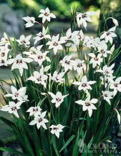 Menu Sizzling Summer Flower Grab Bag -Outlet Holland Bulb Farms Store 79246 sizzling summer grab bag 7