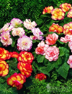 Menu Sizzling Summer Flower Grab Bag -Outlet Holland Bulb Farms Store 79246 sizzling summer grab bag 9