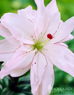 Menu Sunny Perennial & Lily Grab Bag -Outlet Holland Bulb Farms Store 79247 sunny perennial and lily grab bag 10