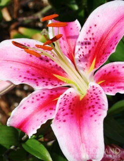 Menu Sunny Perennial & Lily Grab Bag -Outlet Holland Bulb Farms Store 79247 sunny perennial and lily grab bag 12