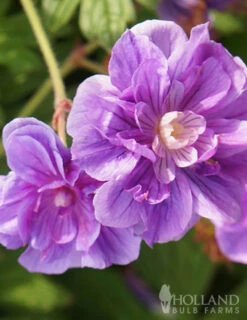 Menu Sunny Perennial & Lily Grab Bag -Outlet Holland Bulb Farms Store 79247 sunny perennial and lily grab bag 3