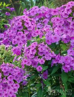 Menu Sunny Perennial & Lily Grab Bag -Outlet Holland Bulb Farms Store 79247 sunny perennial and lily grab bag 4