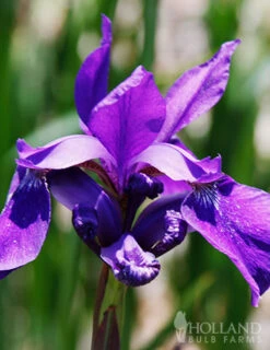 Menu Sunny Perennial & Lily Grab Bag -Outlet Holland Bulb Farms Store 79247 sunny perennial and lily grab bag 5